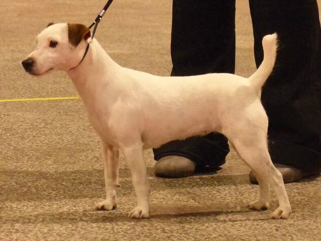 Du Clos Barsère - Izzy fait meilleure de race au cacib de Nantes