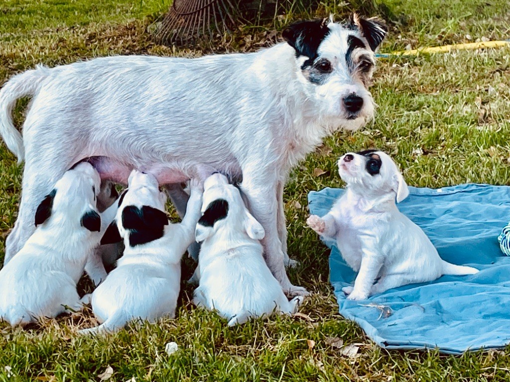 chiot Parson Russell Terrier Du Clos Barsère