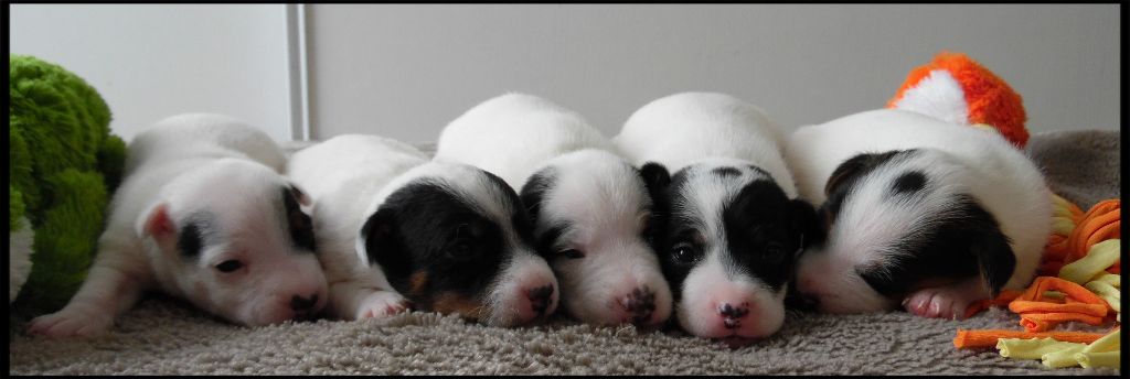 Chiot Jack Russell Terrier Du Clos Barsère