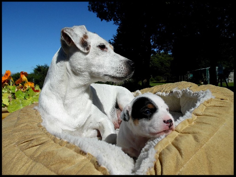 Du Clos Barsère - Jack Russell Terrier - Portée née le 16/06/2016