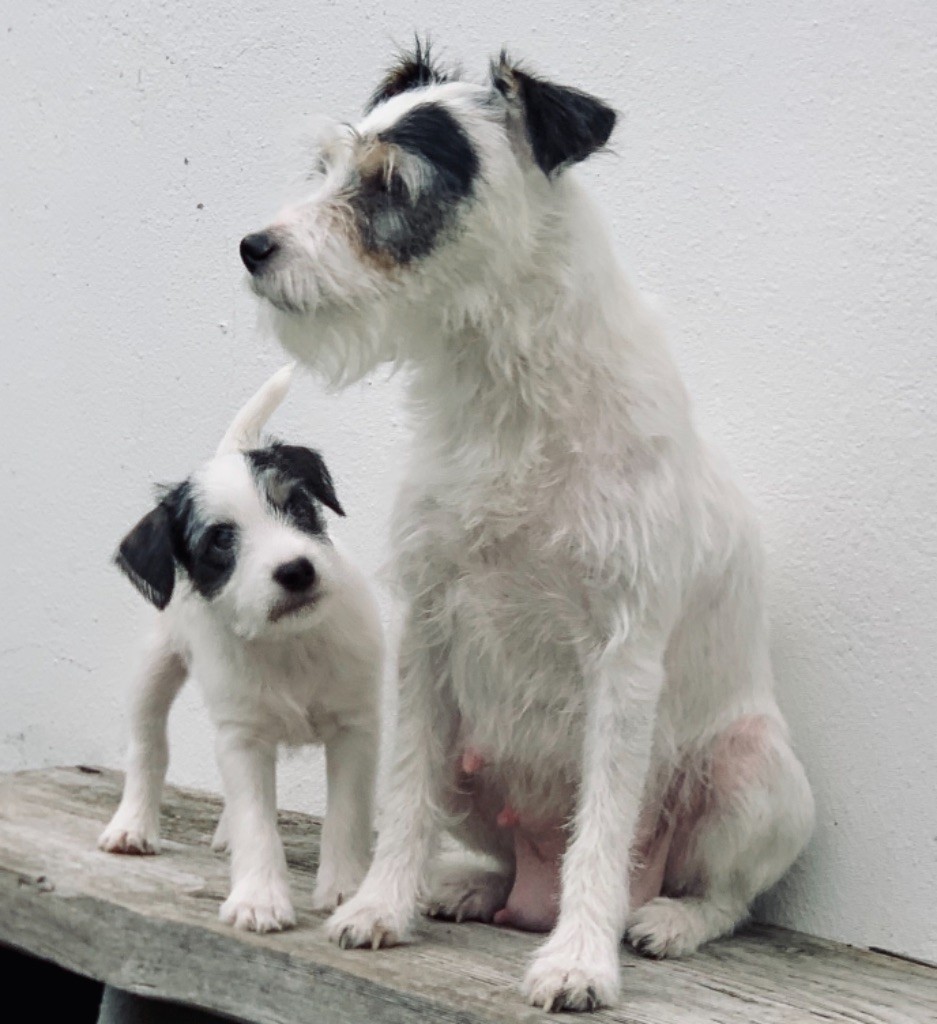 Du Clos Barsère - Parson Russell Terrier - Portée née le 30/11/2021