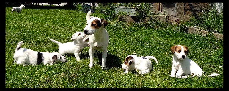 Du Clos Barsère - Jack Russell Terrier - Portée née le 09/03/2015