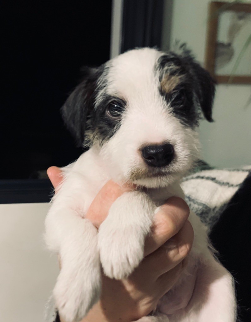 Du Clos Barsère - Chiots disponibles - Parson Russell Terrier